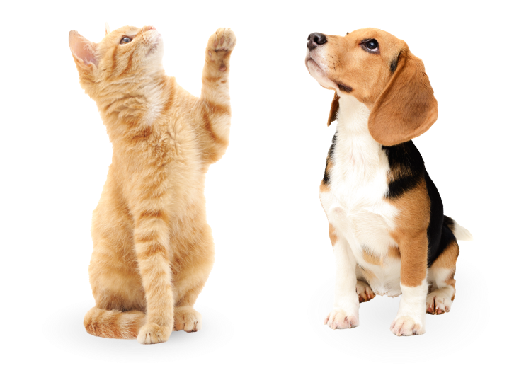 毛孩圖