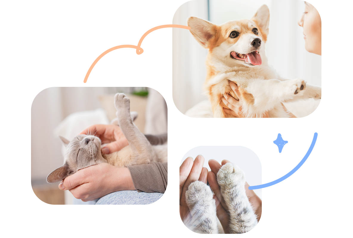 寵物責任圖